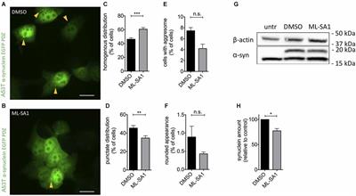 Activated Endolysosomal Cation Channel TRPML1 Facilitates Maturation of α-Synuclein-Containing Autophagosomes